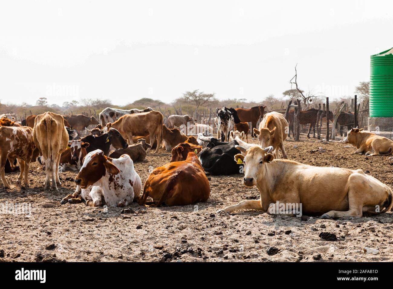 Allevamento di bovini in aree remote accanto a Sowa PAN (Sua PAN), Makgadikgadi Pans, Botswana, Africa meridionale, Africa Foto Stock