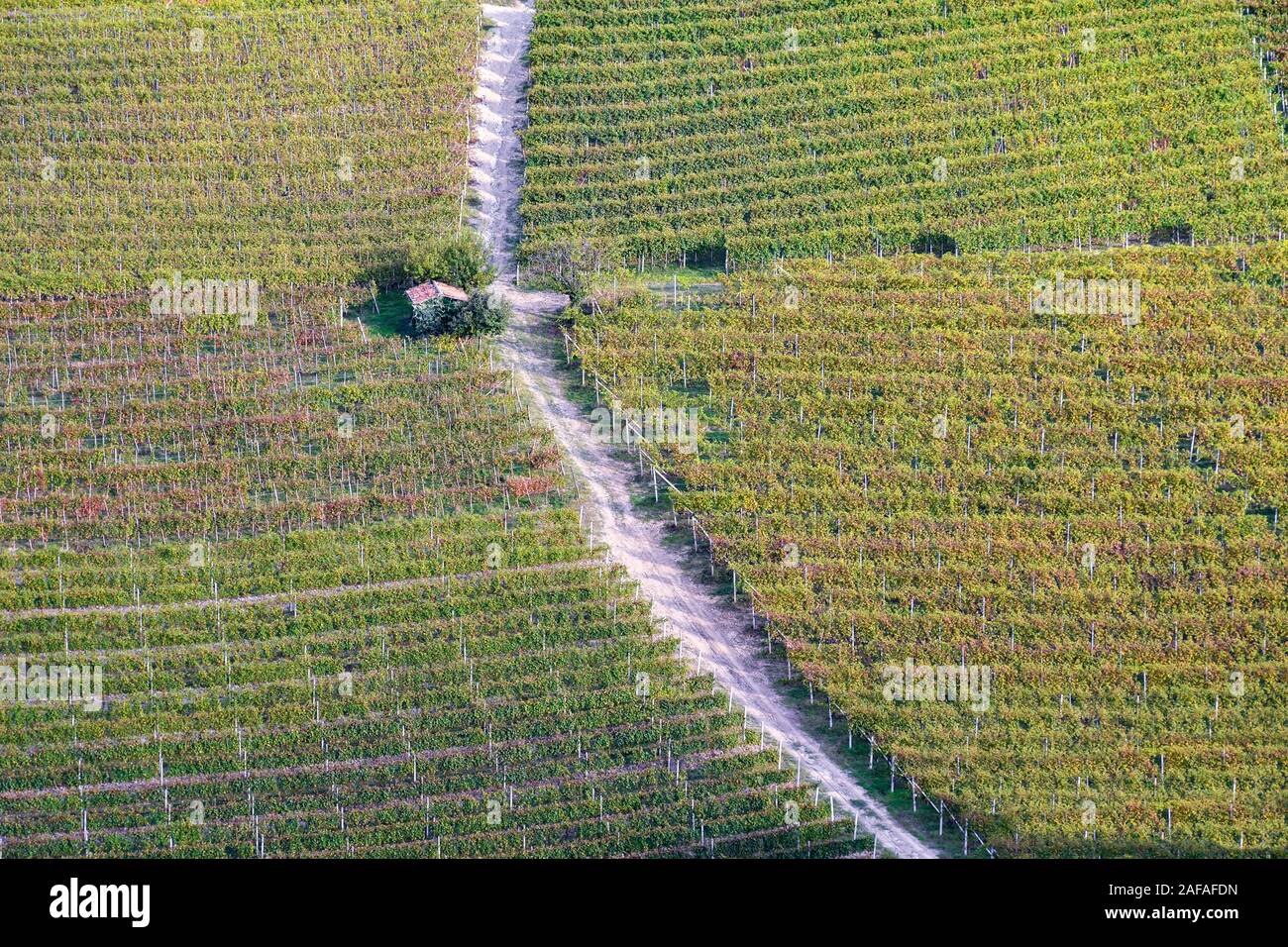 Vista aerea di un vigneto in autunno dopo la vendemmia nelle colline delle Langhe, Sito Patrimonio Mondiale dell'Unesco, Barbaresco, Cuneo, Piemonte, Italia Foto Stock