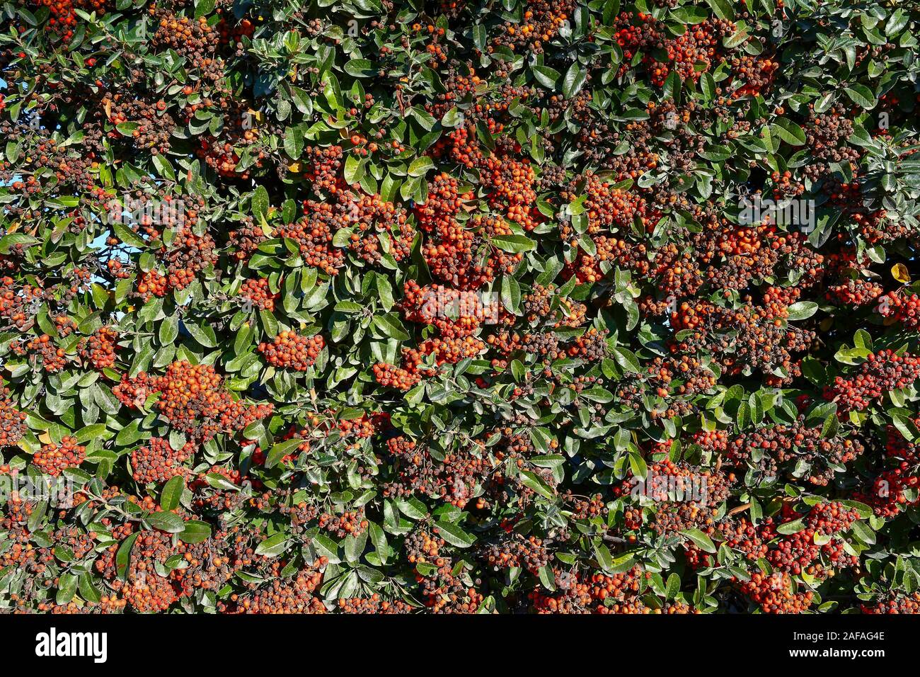 Close-up di un arbusto sempreverde di Pyracantha coccinea con bacche di colore arancione in autunno, Alba, Piemonte, Italia Foto Stock