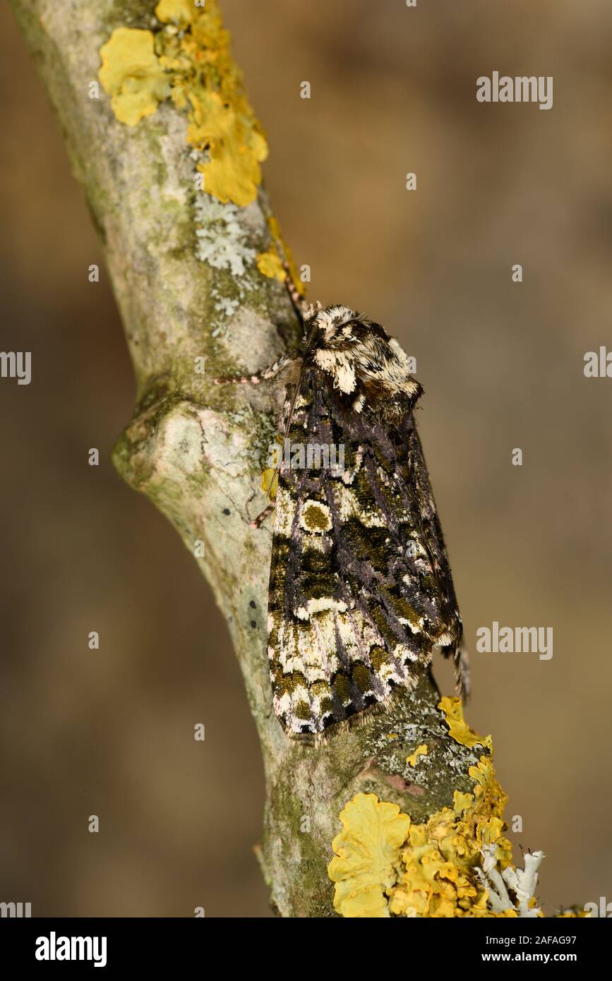 Coronet Tarma (Craniophora ligustri) a riposo sul lichen ramo coperti, il Galles, Luglio Foto Stock