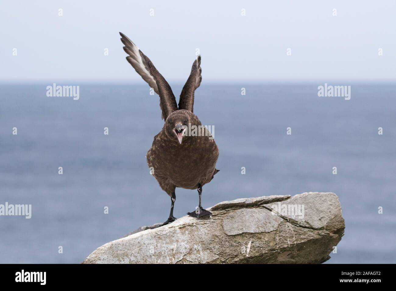 Falkland Catharacta skua antartide arroccata su una roccia chiamando nel display territoriale Sealion Island Isole Falkland British Overseas territorio Decemb Foto Stock