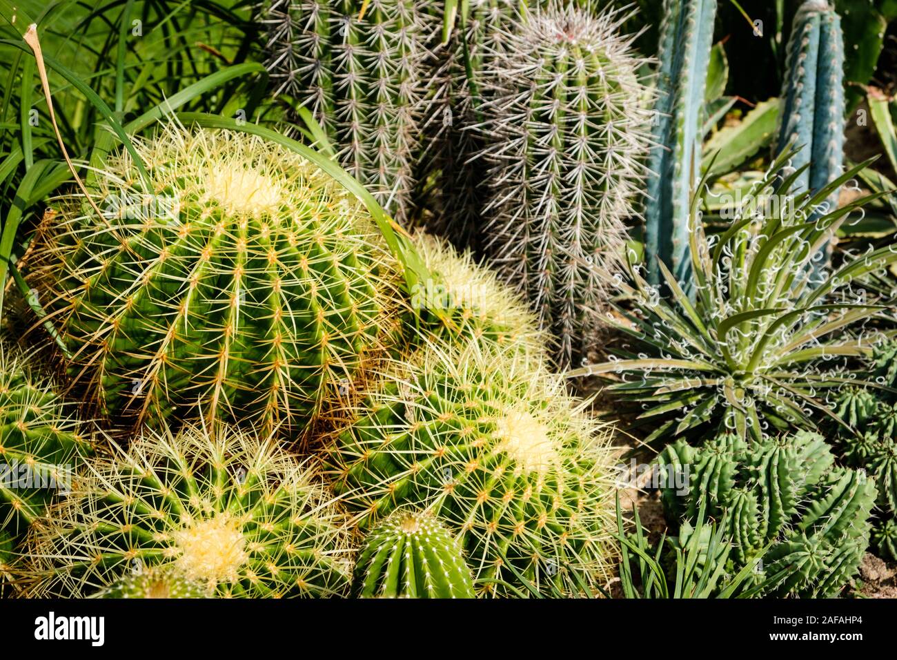 Impianto di Cactus closeup nel giardino di cactus Foto Stock