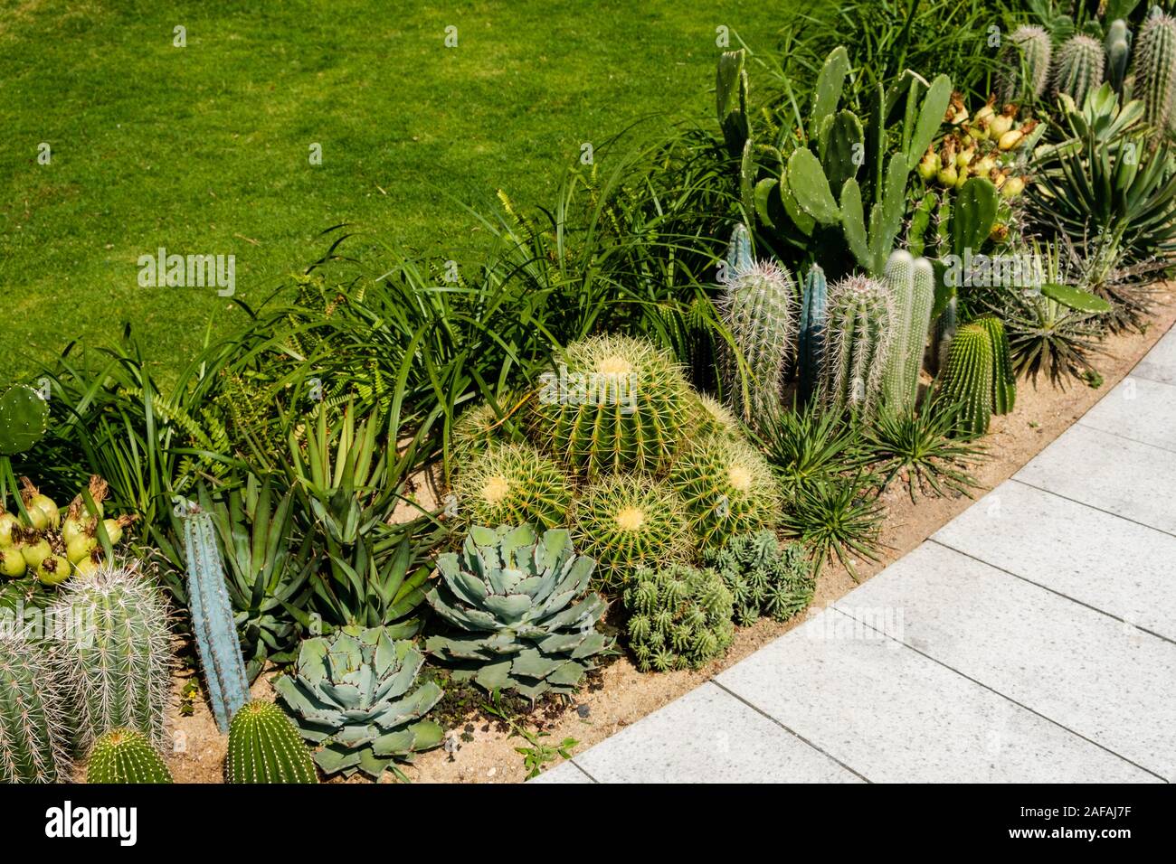 Il giardino dei cactus, varietà di mini cactus decorazione - Foto Stock