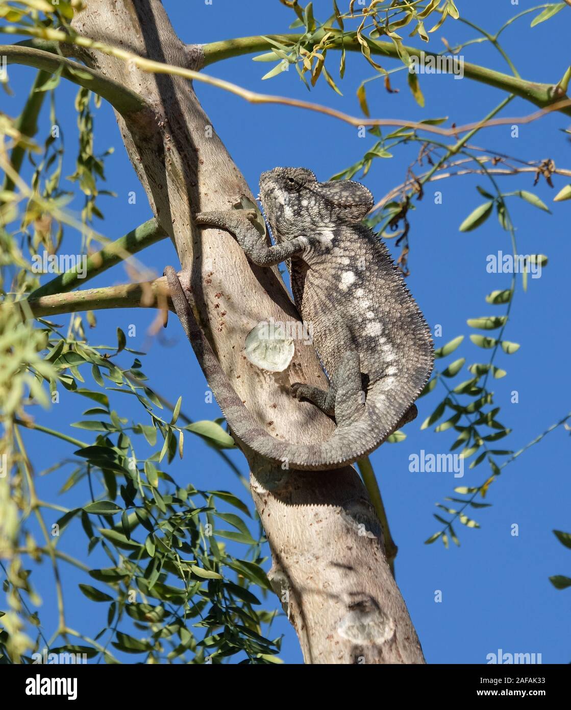 Camaleonte gigante (Furcifer oustaleti) su un albero in Madagascar Foto Stock