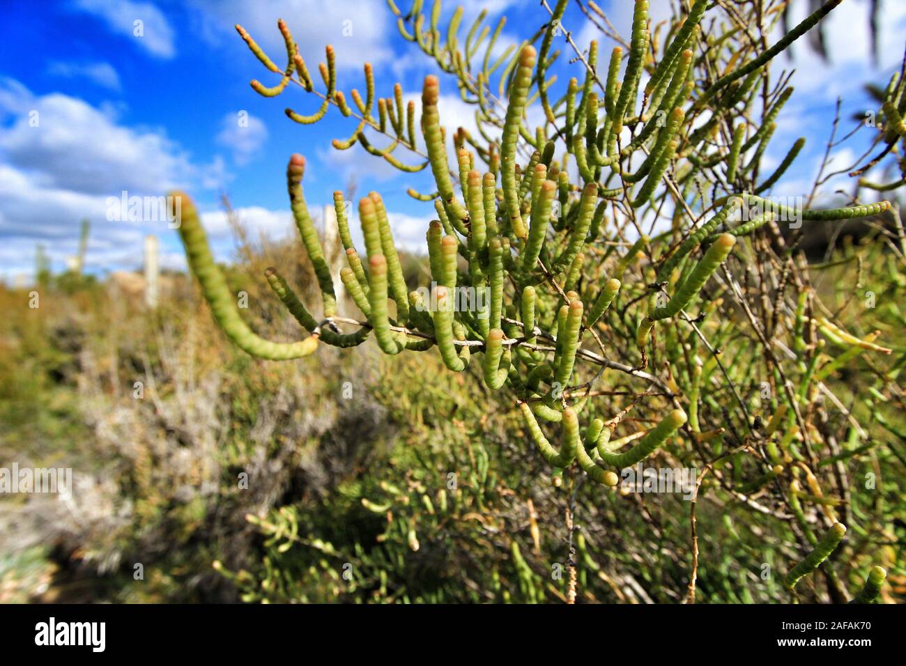 Sarcocornia fruticosa impianto nella zona naturale del fiume Vinalopo in Elche Foto Stock