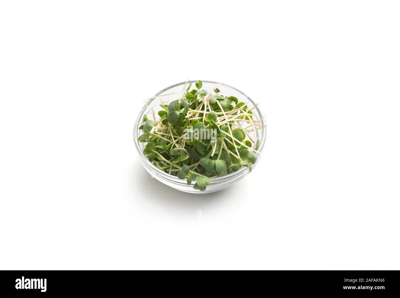 Produzione biologica microgreens nella lastra di vetro isolato su bianco Foto Stock