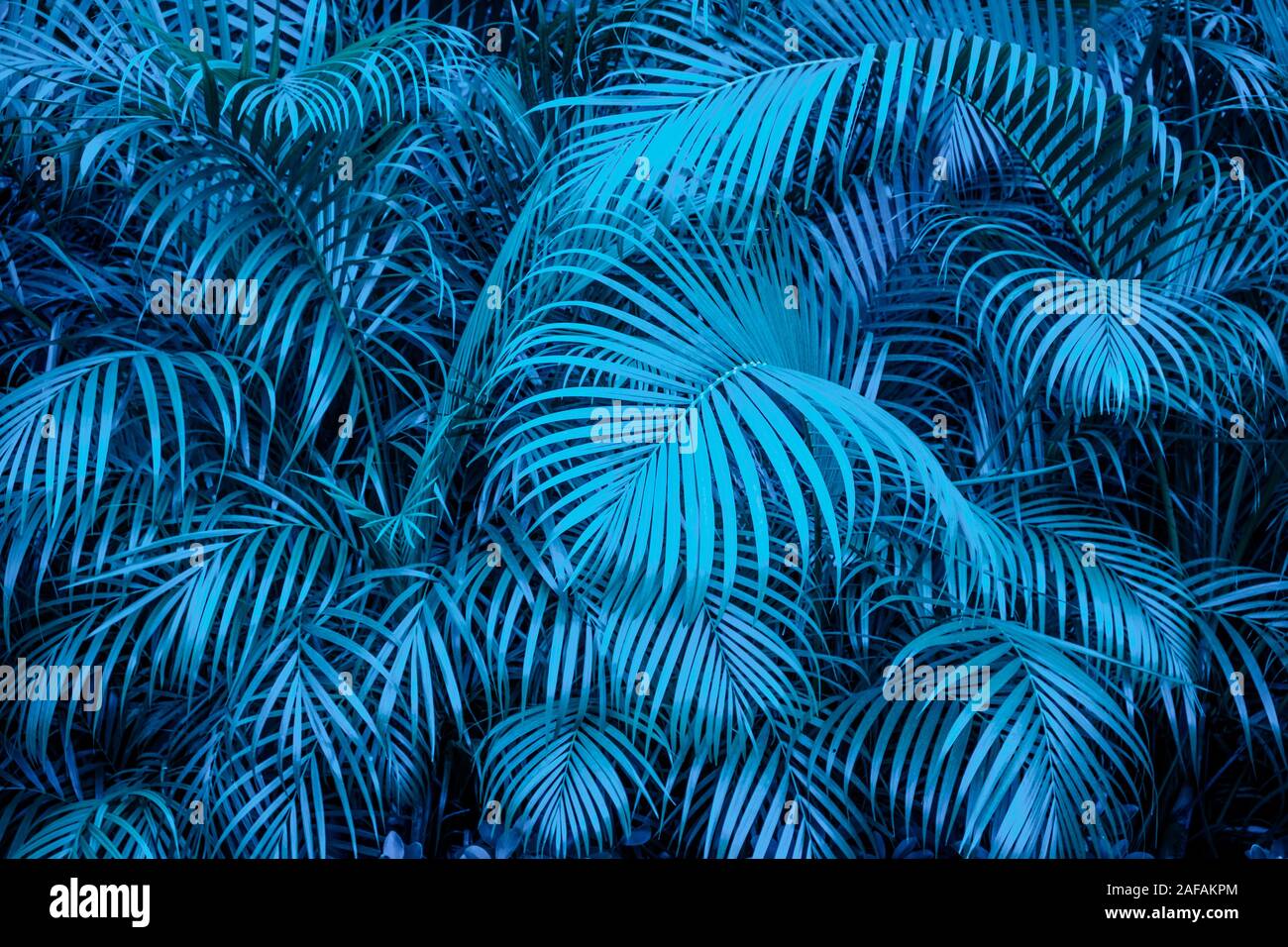 Sfondo tropicale - blu Palm tree leaf pattern - Foto Stock