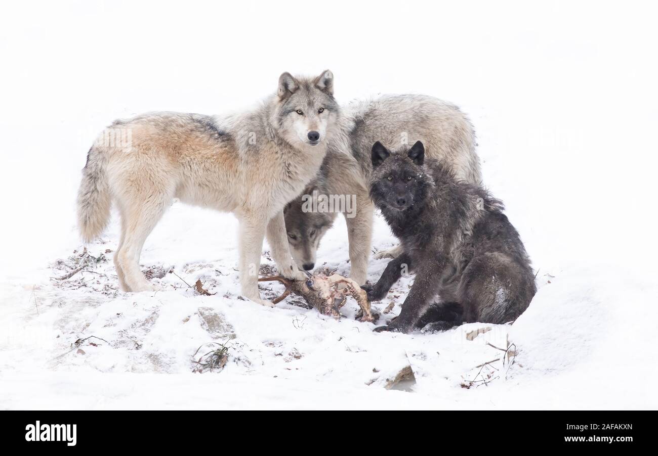 Nero tre lupi isolati su sfondo bianco mangiare in inverno la neve in Canada Foto Stock Nero tre lupi isolati su sfondo bianco mangiare in inverno la neve in Canada Foto Stock