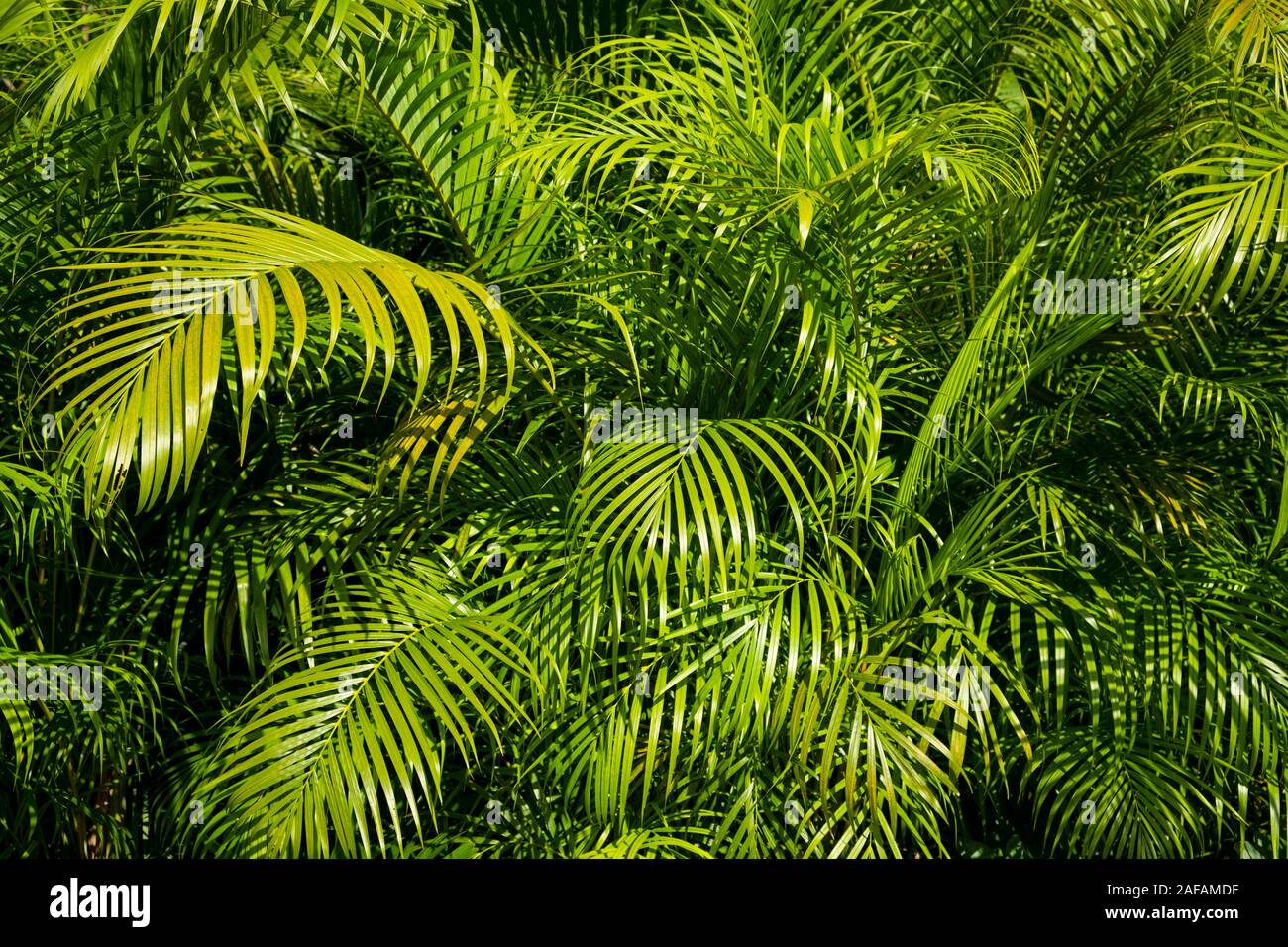 Palm tree foglie - giardino tropicale sfondo Foto Stock