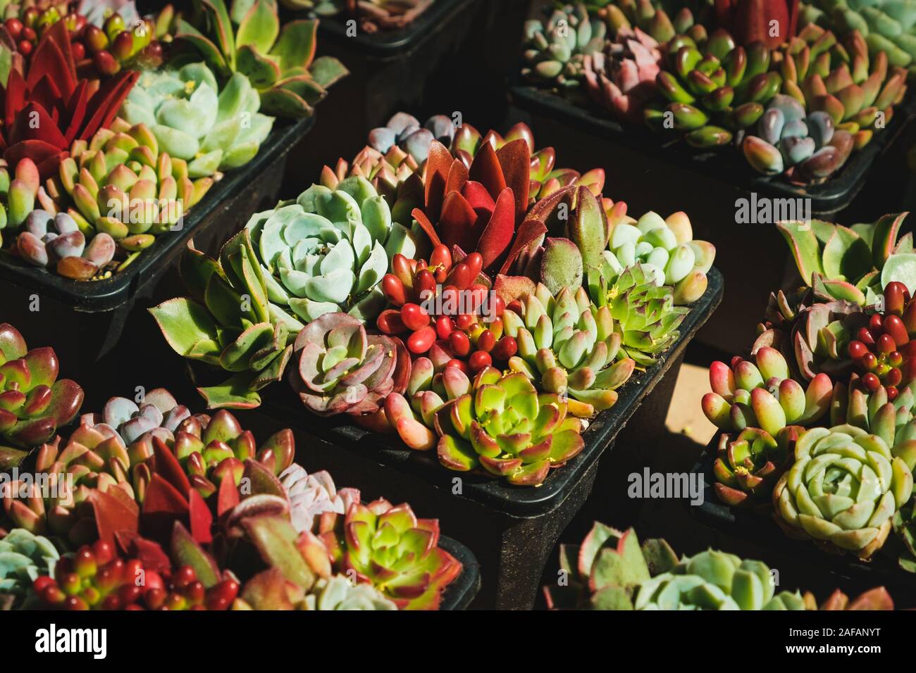 Mini piante grasse - succulente piccolo impianto pot Foto Stock