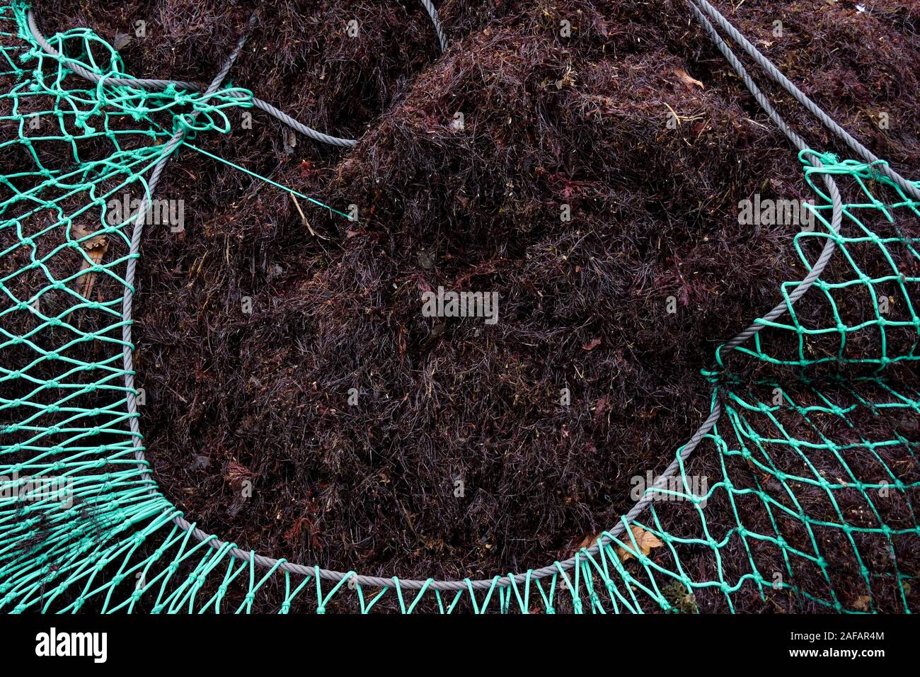 Le reti da pesca piena di alghe rosse, Saint-Jean de Luz, Pyrénées-Atlantiques, Francia Foto Stock