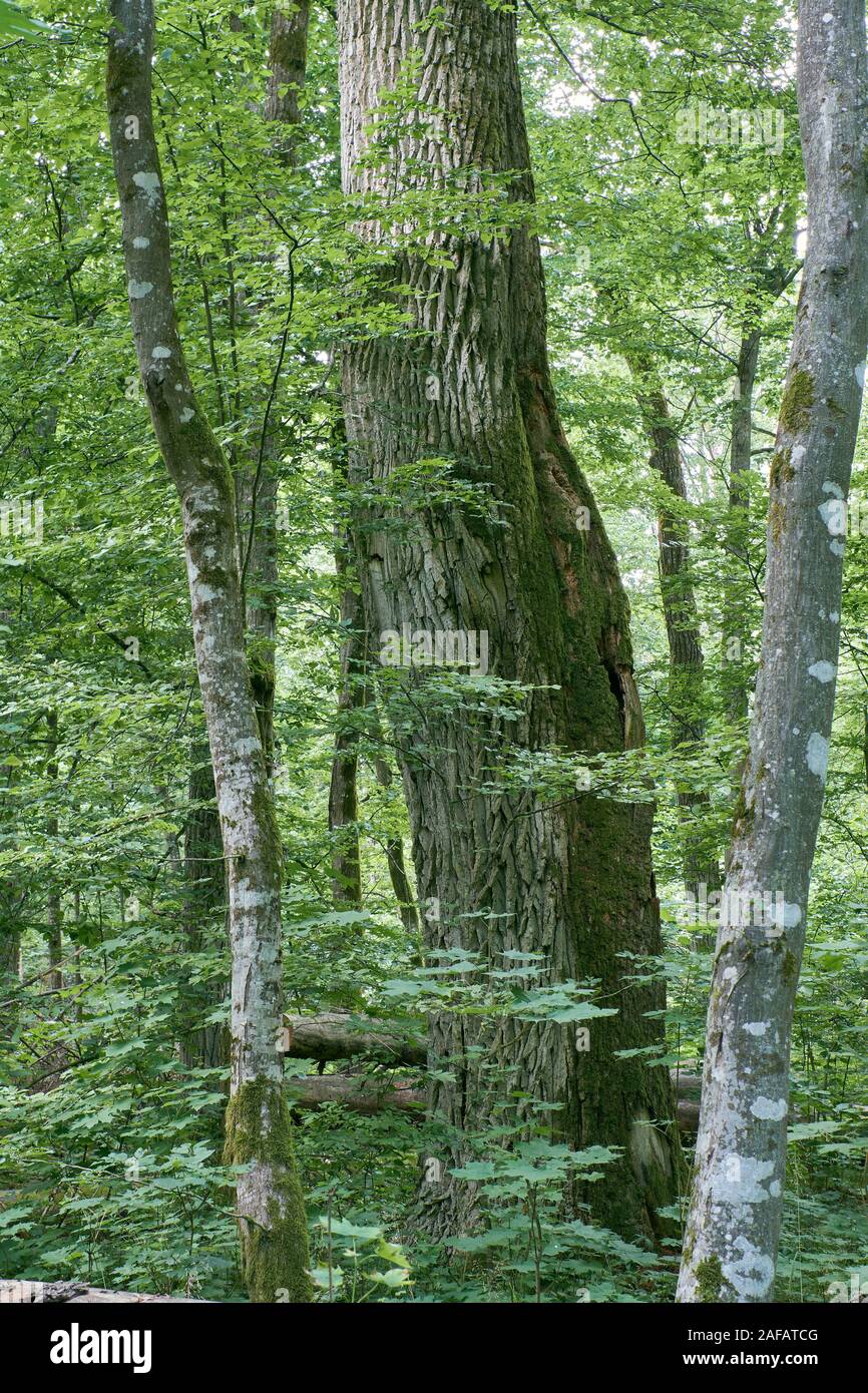 Vecchia Quercia monumentale di albero in estate mezzogiorno paesaggio con carpini intorno, foresta di Bialowieza, Polonia, Europa Foto Stock