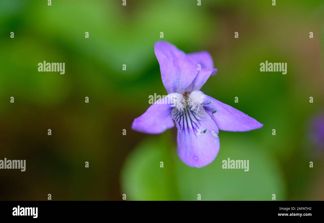 Unico Dog-Violet precoce (Viola reichenbachiana) fioritura di close-up, foresta di Bialowieza, Polonia, Europa Foto Stock