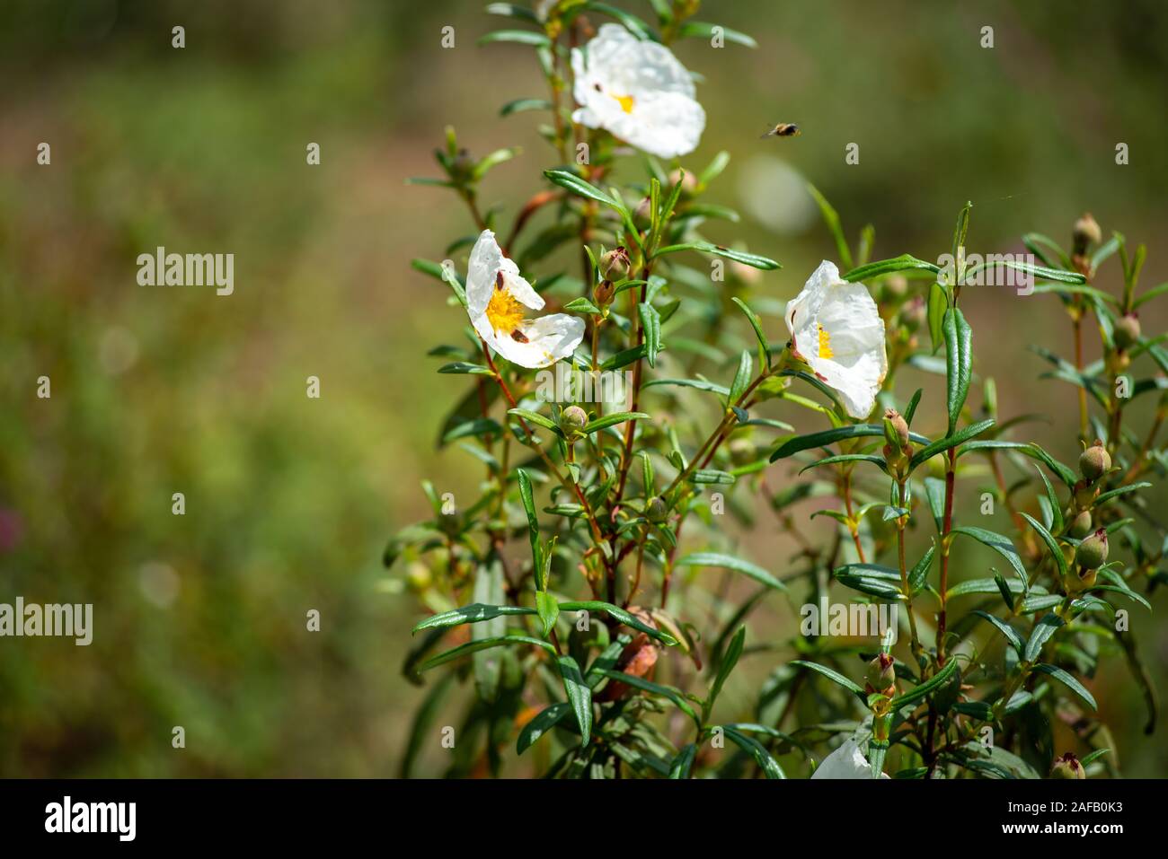Nahaufname weißer Wildblumen Foto Stock