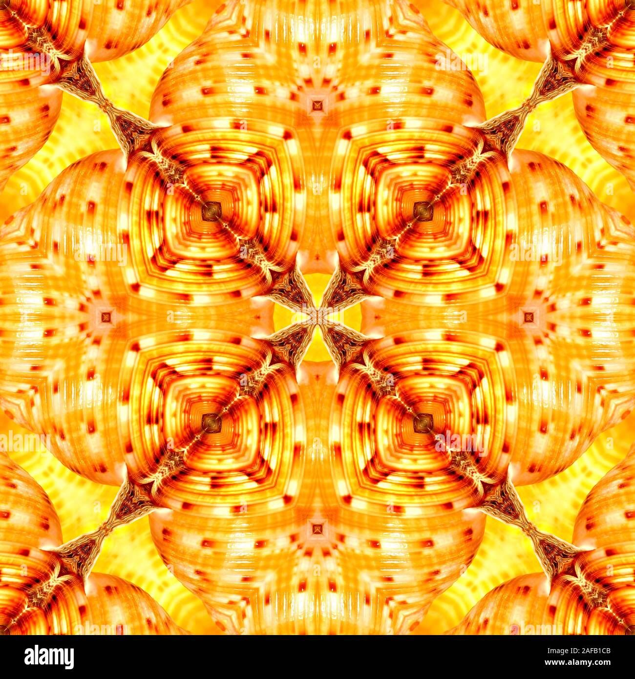 Riflesso simmetrico pattern creato da una foto originale di un cinese Tun (shell Tonna chinensis) Foto Stock