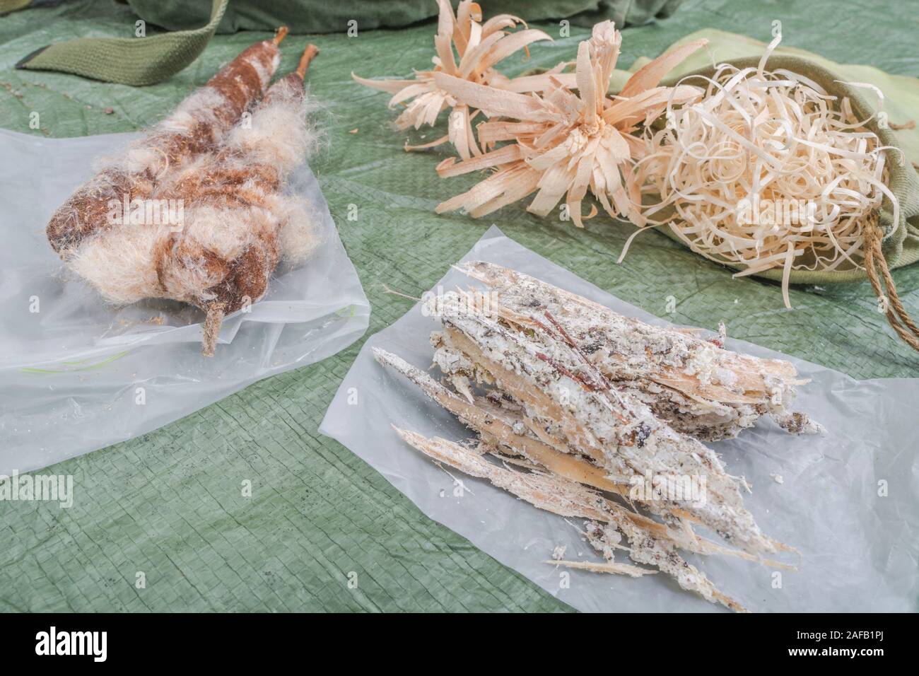 Bushcraft survival firelighting materiali - feathersticks, raccolte naturali Monterey infiammabili di resina di pino, lana di legno, giunco / gatto-tail tinder. Foto Stock