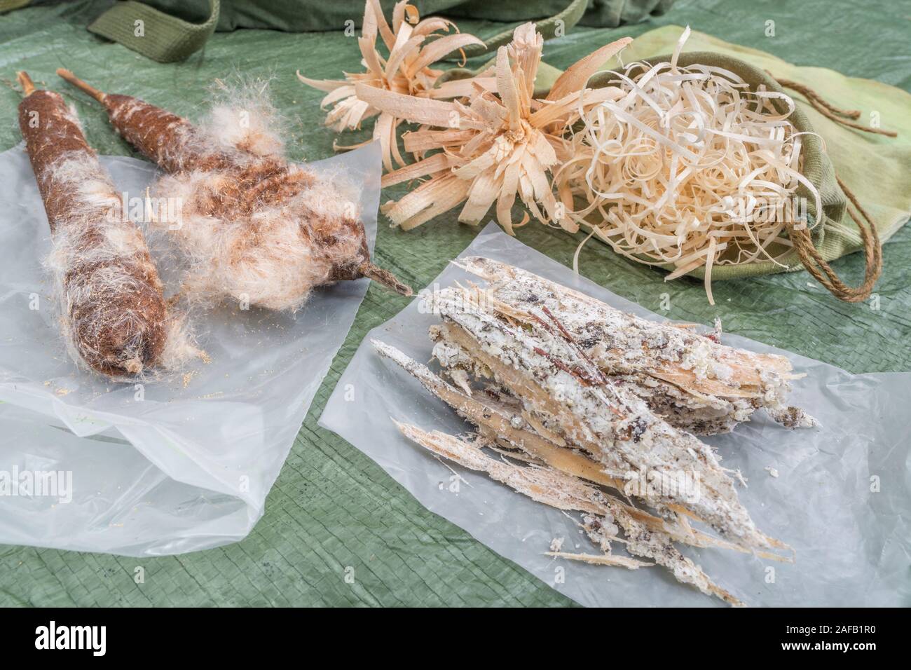 Bushcraft survival firelighting materiali - feathersticks, raccolte naturali Monterey infiammabili di resina di pino, lana di legno, giunco / gatto-tail tinder. Foto Stock