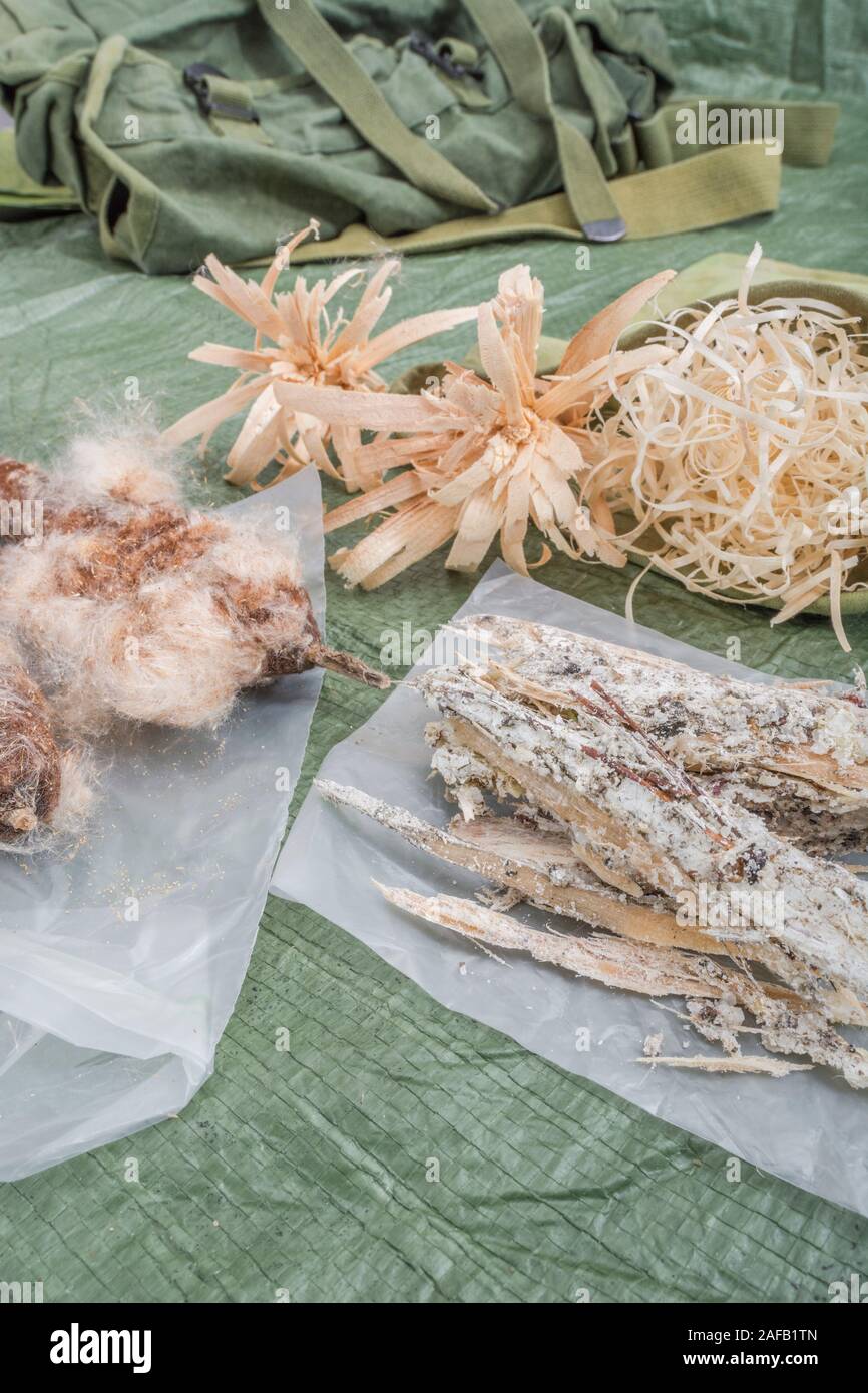 Bushcraft survival firelighting materiali - feathersticks, raccolte naturali Monterey infiammabili di resina di pino, lana di legno, giunco / gatto-tail tinder. Foto Stock