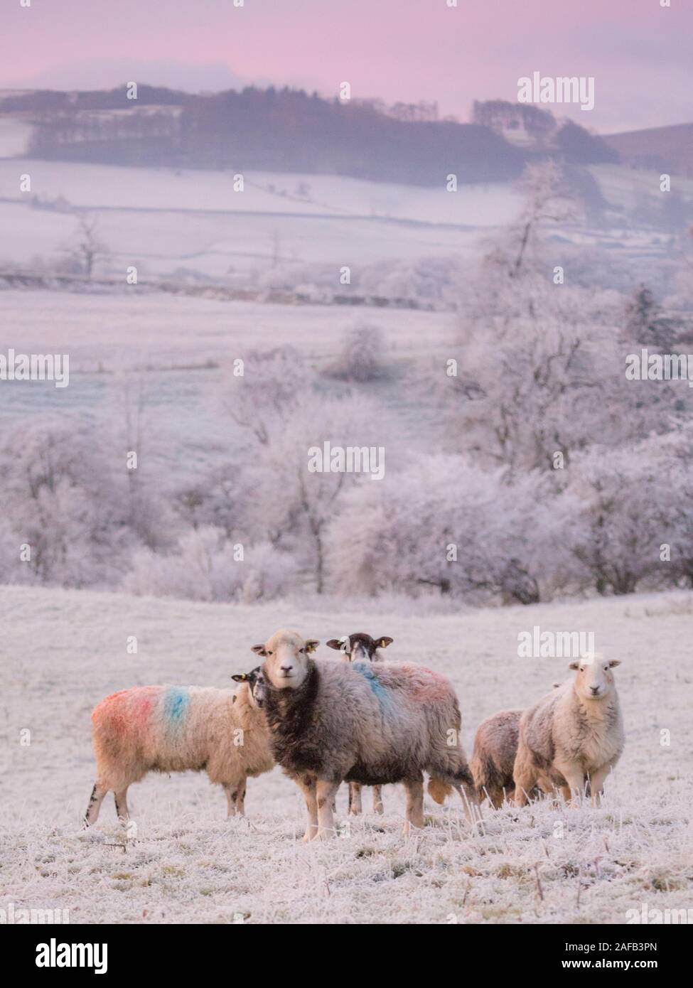 Trasformata per forte gradiente gelo su una giornata invernale e nel distretto del lago, Cumbria, Inghilterra. Foto Stock