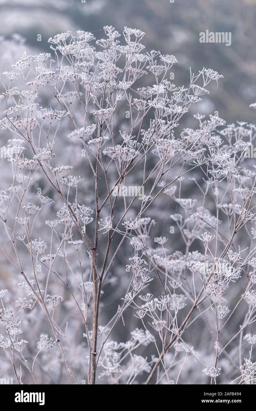 La cicuta congelati in inverno Foto Stock