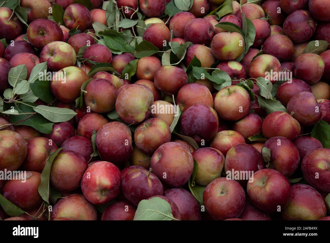 Un mucchio di mele per la vendita in un mercato degli agricoltori. Foto Stock