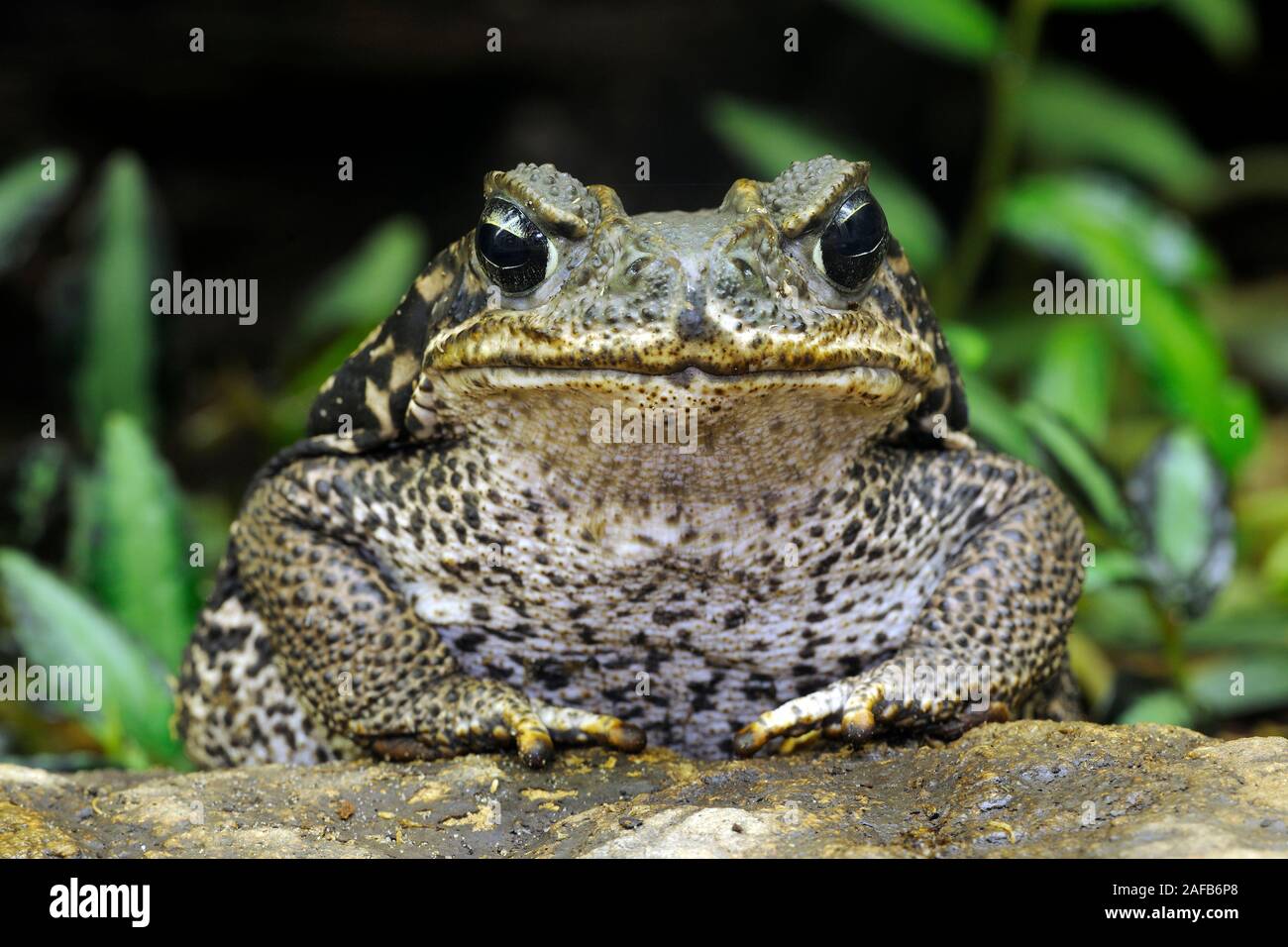 Schmuckhornfrosch (Ceratophrys ornata) Suedamerika Foto Stock