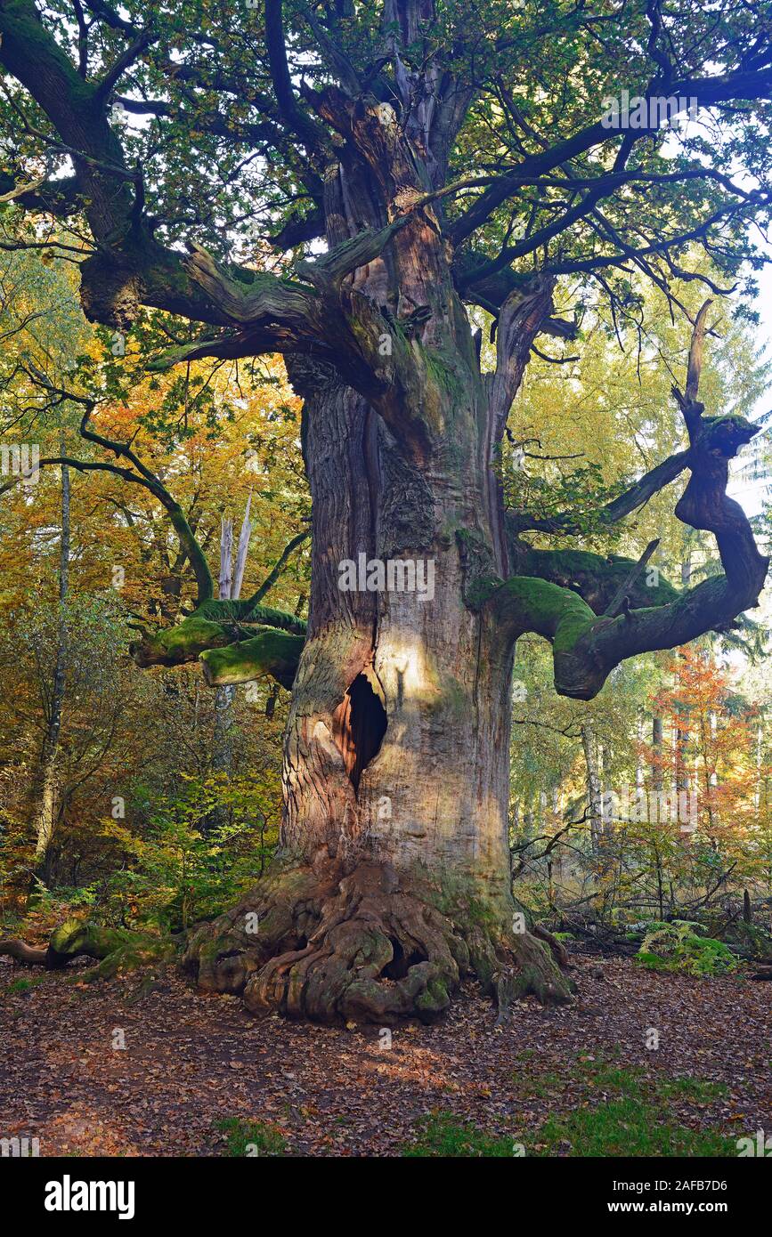 Ca. 800 Jahre alte Eiche ( Quercus ) im Herbst, Urwald Sababurg Naturschutzgebiet, Assia, Deutschland, Europa Foto Stock
