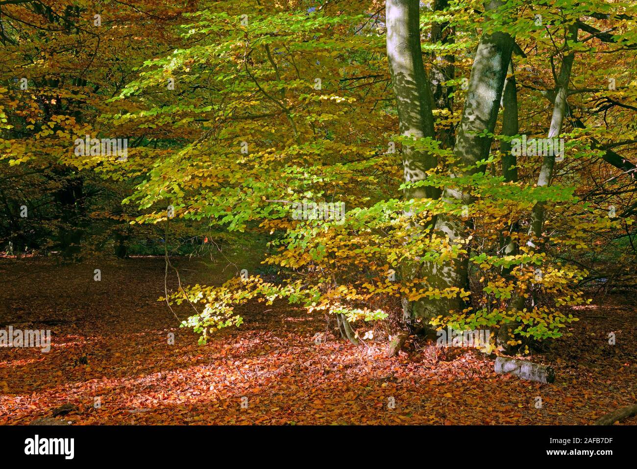Stimmungsvolle, herbstliche Lichtsituation mit Buchen (Fagus) , Urwald Sababurg, Assia, Deutschland, Europa Foto Stock