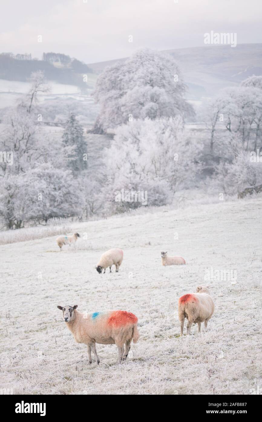 Trasformata per forte gradiente gelo su una giornata invernale e nel distretto del lago, Cumbria, Inghilterra. Foto Stock