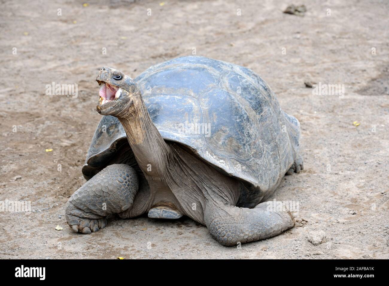 Ausgewachsene Exemplare der Galapagosriesenschildkroete (Geochelone elephantopus guentheri) Unterart des Gebietes Sierra Negra auf Isabela, Puerto Vil Foto Stock