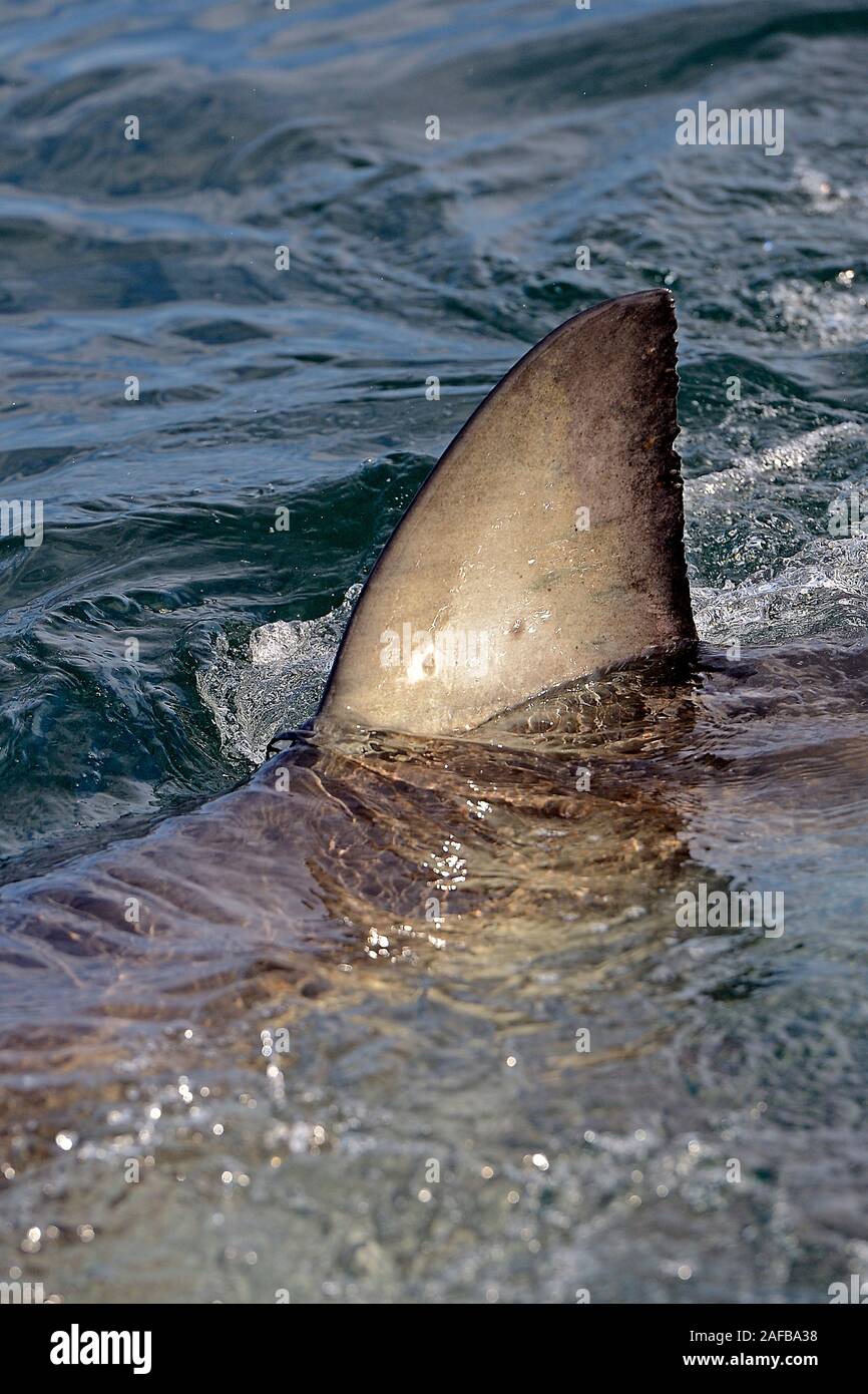 Rueckenflosse, der Weisse Hai (Carcharodon carcharias), Guarnizione Isola, False Bay, Simons Town bei Kapstadt, West Kap, Western Cape, Suedafrika, Afrika Foto Stock