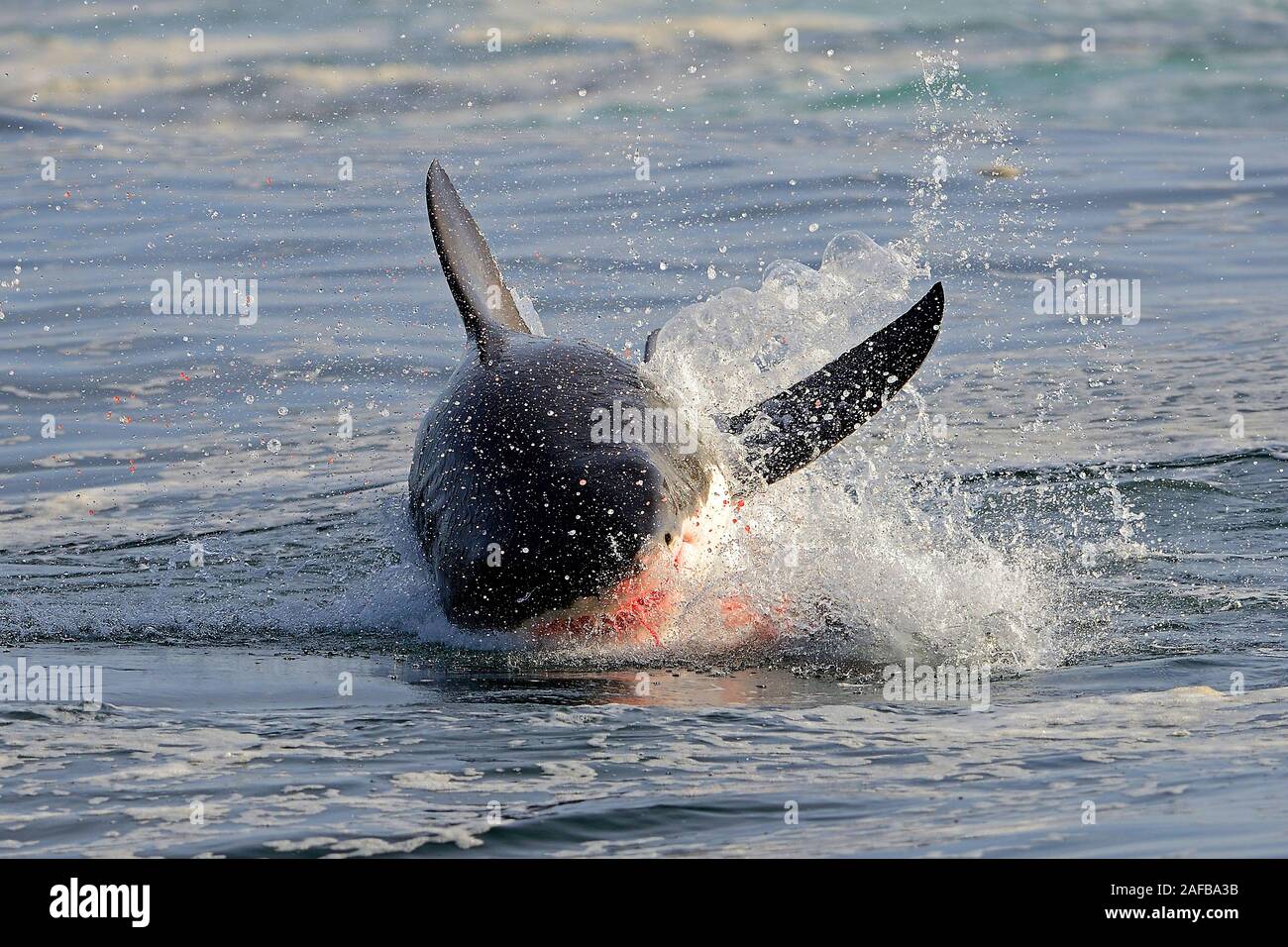 Der Weisse Hai (Carcharodon carcharias), mit Blut vor dem Maul nach erfolgreicher Seeloewenjagd, Guarnizione Isola, False Bay, Simons Town bei Kapstadt, abbiamo Foto Stock