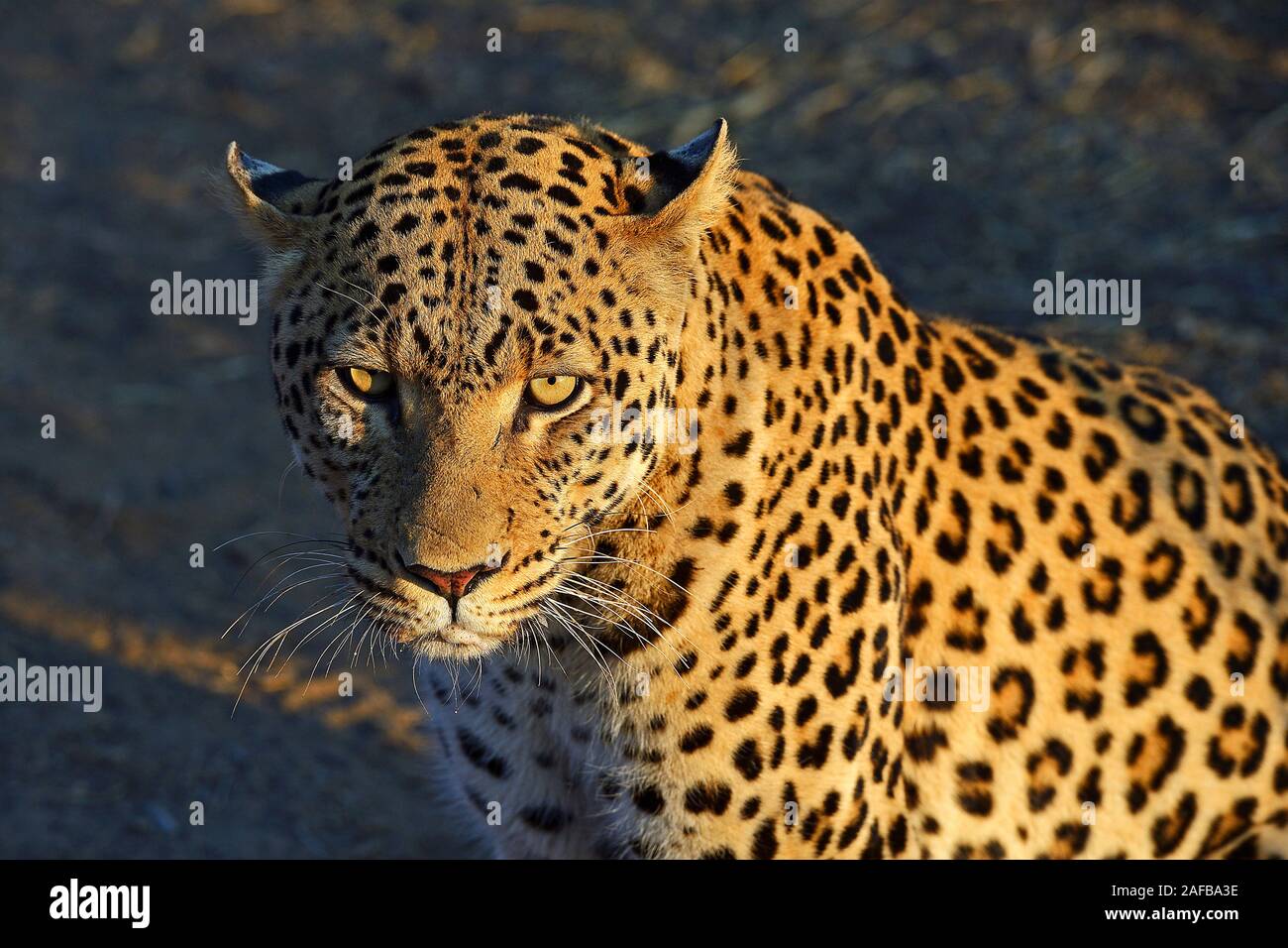 Leopard (Panthera pardus) , Regione Khomas, Namibia, Afrika Foto Stock