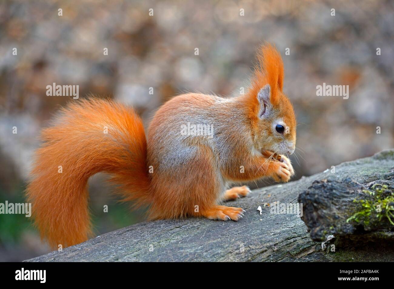 Eichhörnchen (Sciurus vulgaris), frisst Nuss, Brandeburgo, Deutschland Foto Stock