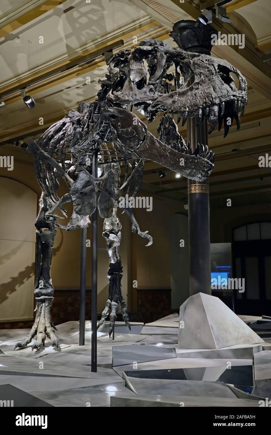 Das weltweit einmalige Skelett des (Tyrannosaurus rex, T. REX), Tristan - Otto, Naturkundemuseum, Museum für Naturkunde, Berlino Foto Stock