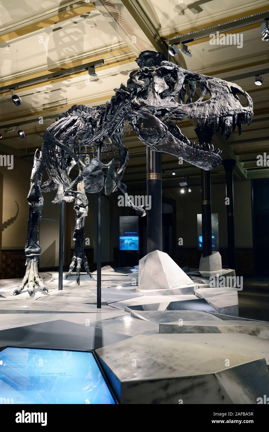 Das weltweit einmalige Skelett des (Tyrannosaurus rex, T. REX), Tristan - Otto, Naturkundemuseum, Museum für Naturkunde, Berlino Foto Stock