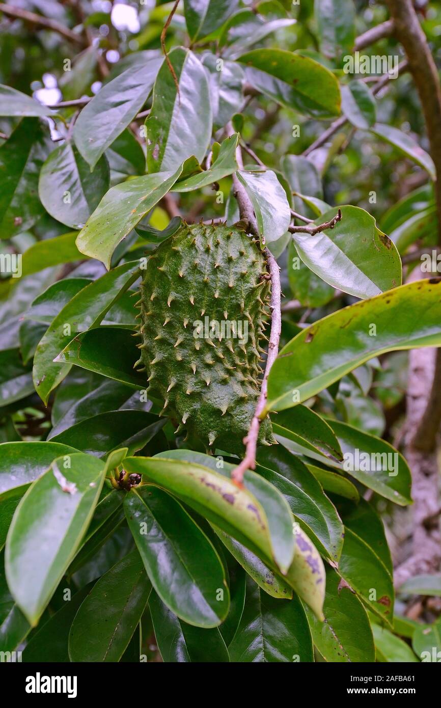 Stachelannone (Annona muricata), Seltenheit, Insel Mahe, Seychellen Foto Stock