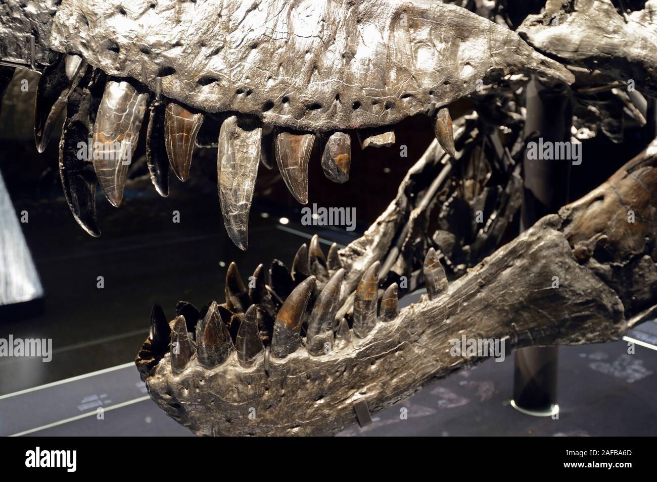 Das weltweit einmalige Skelett des (Tyrannosaurus rex, T. rex)Tristan - Otto, Schädel, Naturkundemuseum, Museum für Naturkunde, Berlino Foto Stock