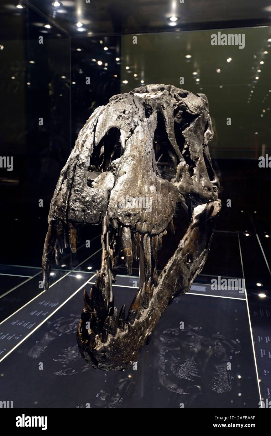 Das weltweit einmalige Skelett des (Tyrannosaurus rex, T. rex)Tristan - Otto, Schädel, Naturkundemuseum, Museum für Naturkunde, Berlino Foto Stock