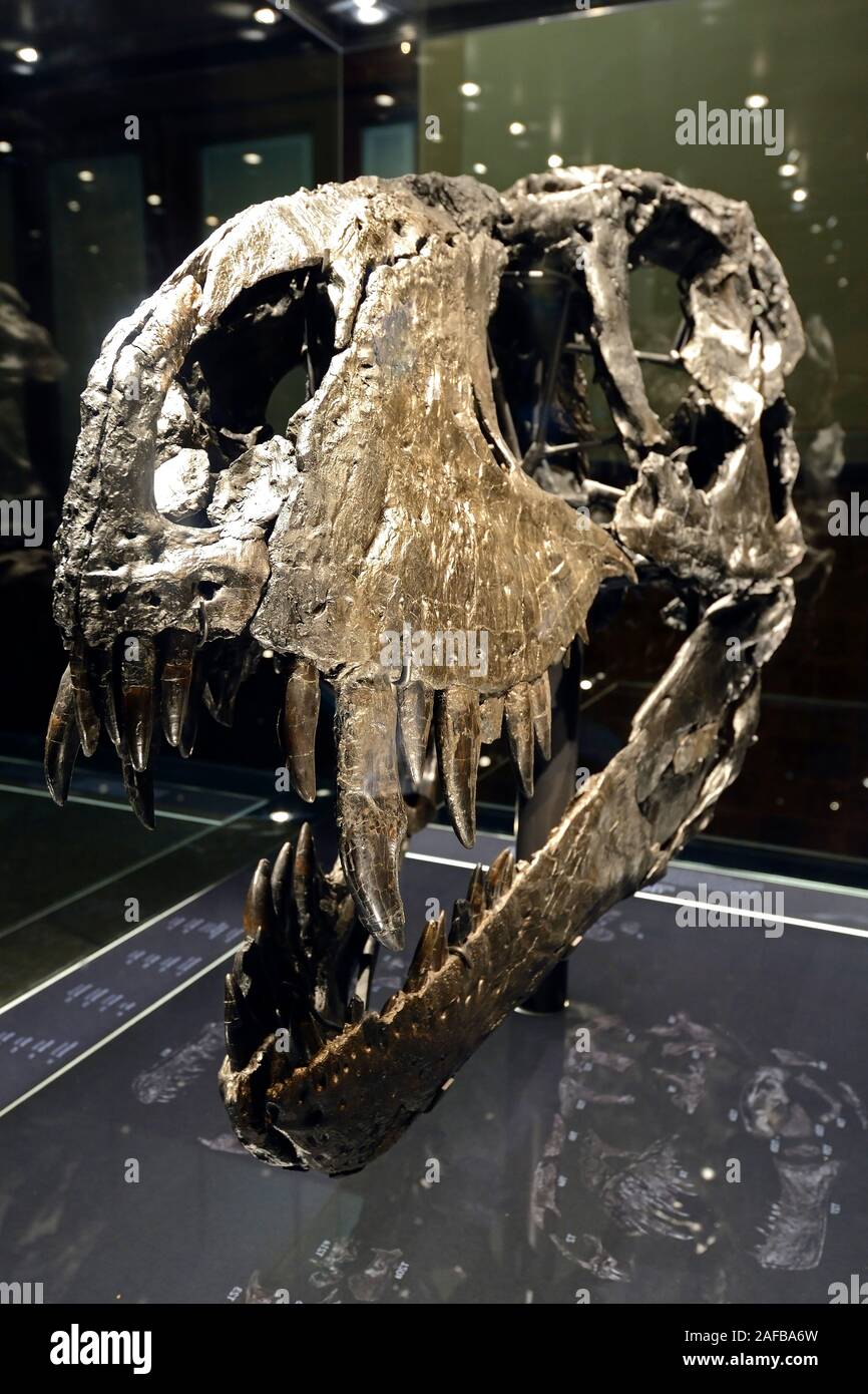 Das weltweit einmalige Skelett des (Tyrannosaurus rex, T. rex)Tristan - Otto, Schädel, Naturkundemuseum, Museum für Naturkunde, Berlino Foto Stock