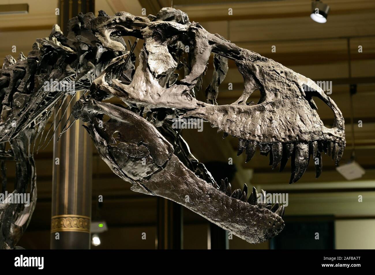 Das weltweit einmalige Skelett des (Tyrannosaurus rex, T. rex)Tristan - Otto, Schädel, Naturkundemuseum, Museum für Naturkunde, Berlino Foto Stock