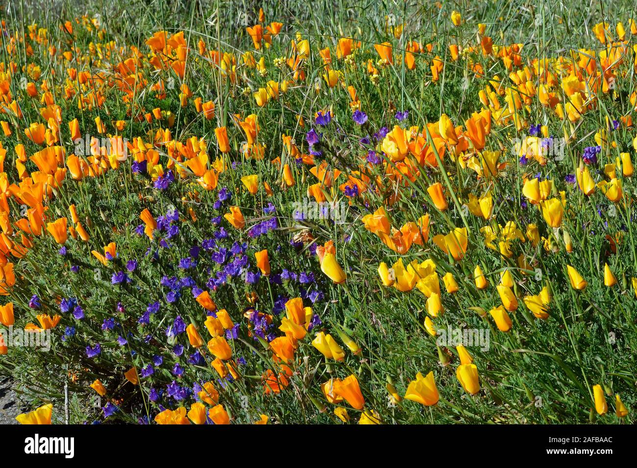 Mohnblüten, Mohn Kalifornischer Goldmohn, (Eschscholzia californica) und Wegerichblättriger Natternkopf (Echium plantagineum), Kanarische isole, Tene Foto Stock