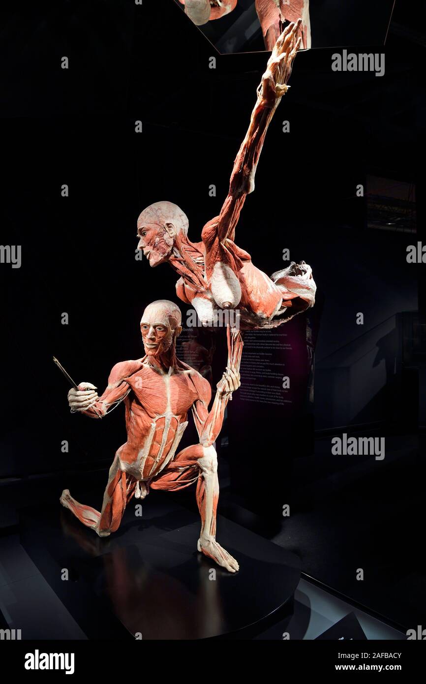 Präparat, Plastinat, tanzendes Paar, Menschen Museum di Berlino, Deutschland Foto Stock