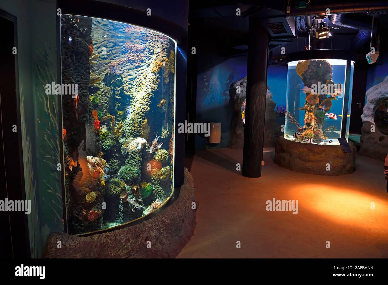 Becken und im Aquarien Sylt - Aquarium ,, Westerland Sylt, nordfriesische isole, Nordfriesland, Schleswig-Holstein, Germania Foto Stock