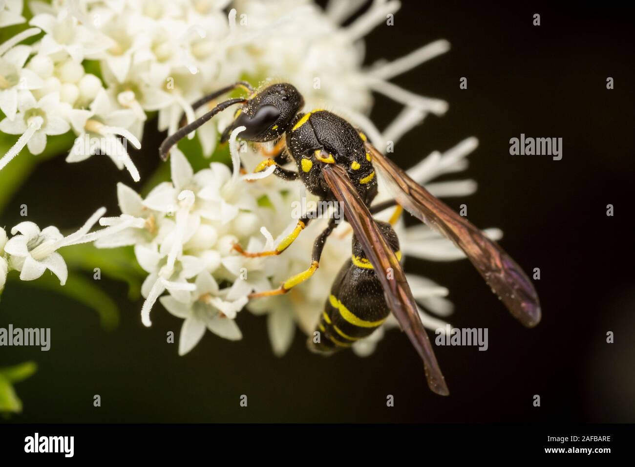 Un vasaio Wasp (Ancistrocerus adiabatus) Ricerche di nettare su bianco Snakeroot fiore. Foto Stock