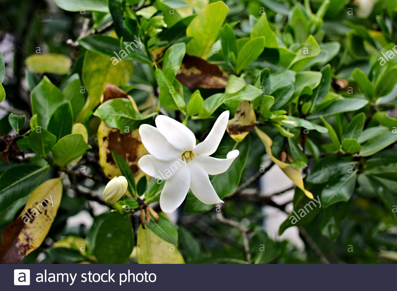 /"Frangipani/" Fiore Da Giardino Spike-Bianco e Marrone