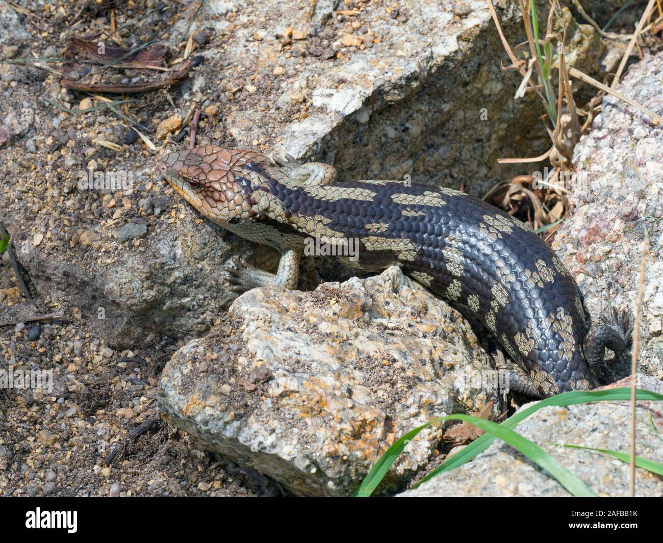 Spotted blu-tongued lizard Tiliqua nigrolutea estate Foto Stock