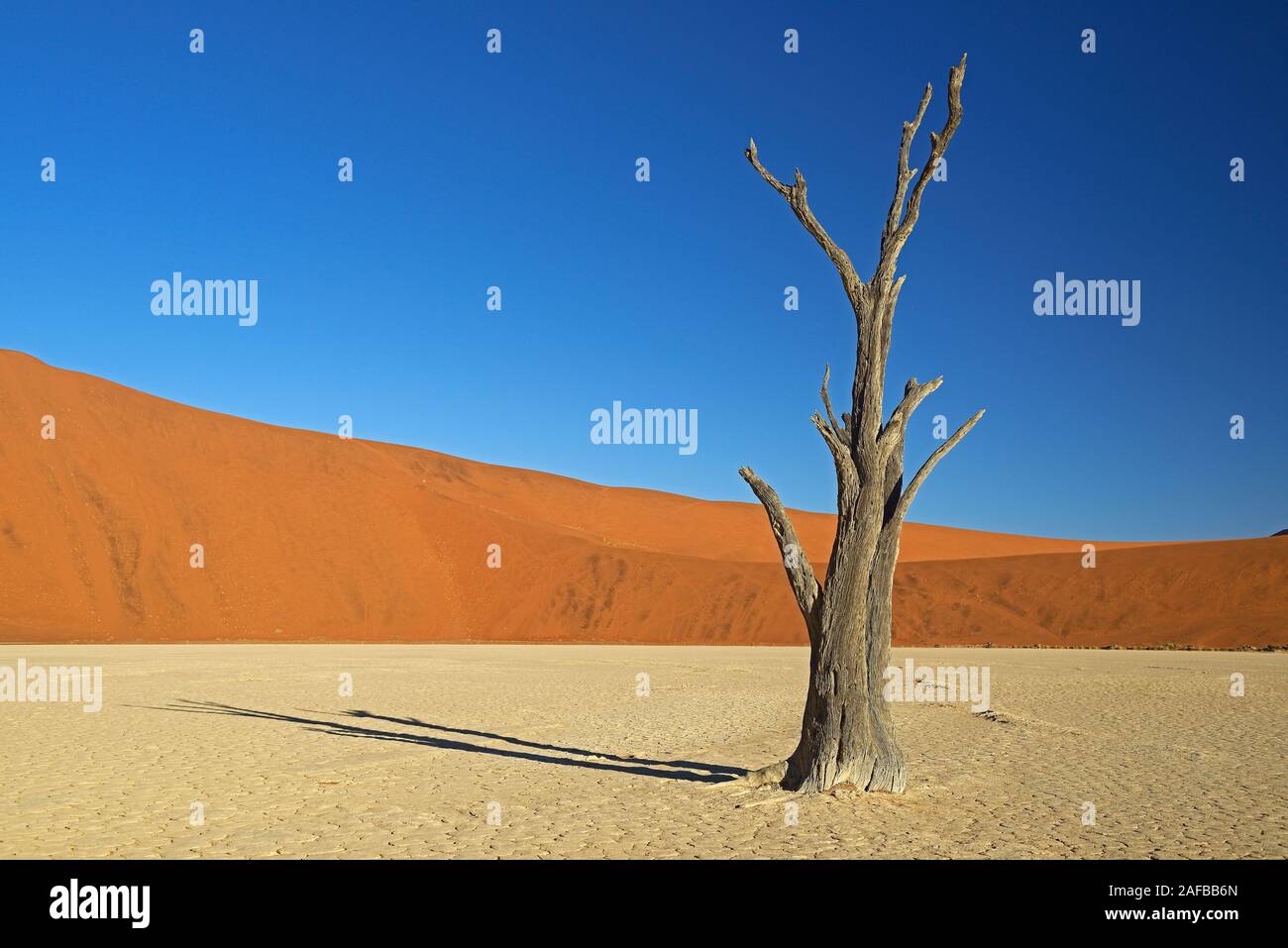 Kameldornbaeume (Acacia erioloba), Auch Kameldorn oder Kameldornakazie im Abendlicht letzten, Namib Naukluft Nationalpark, Deadvlei, Dead Vlei, Sossu Foto Stock