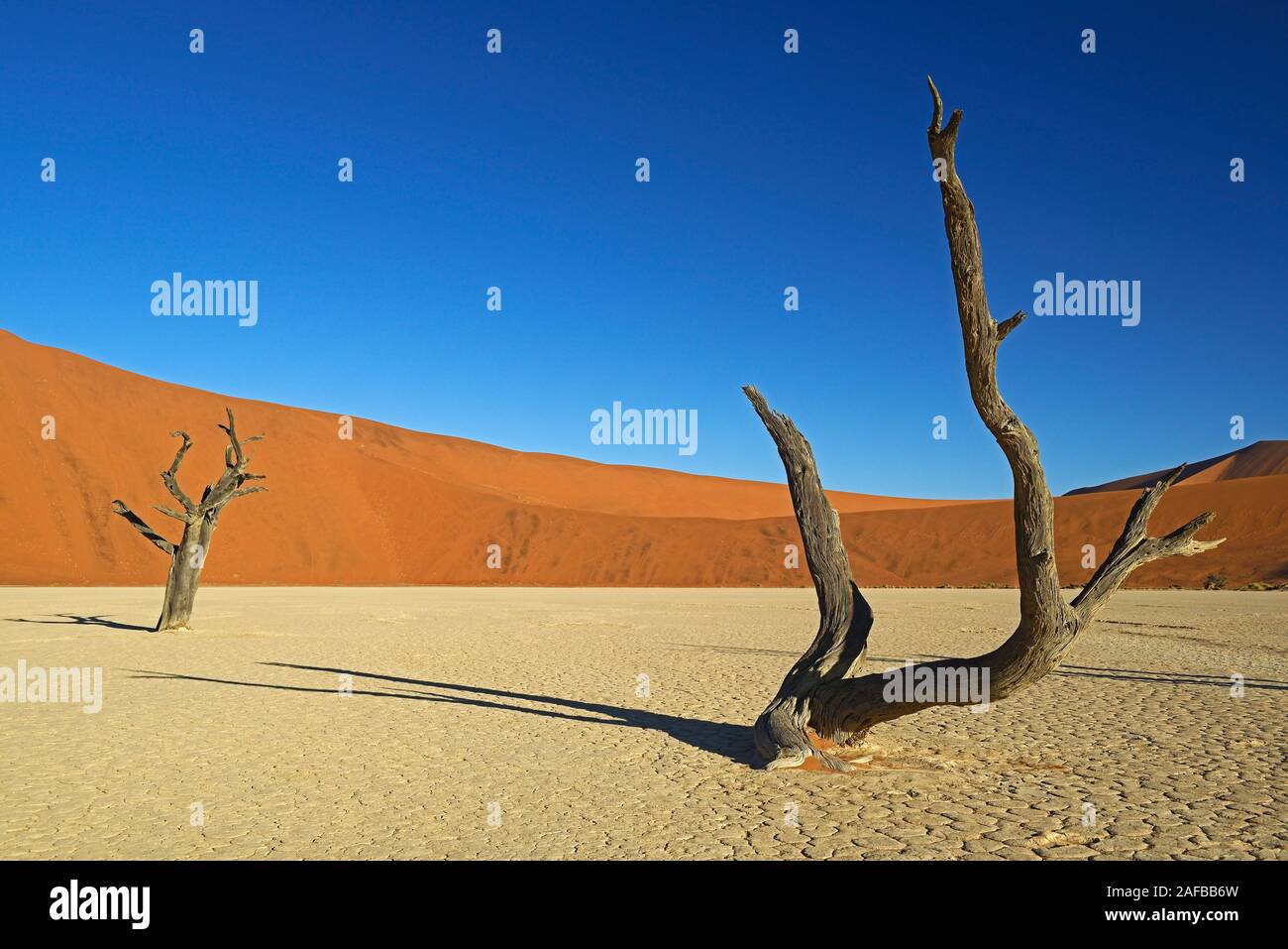 Kameldornbaeume (Acacia erioloba), Auch Kameldorn oder Kameldornakazie im Abendlicht letzten, Namib Naukluft Nationalpark, Deadvlei, Dead Vlei, Sossu Foto Stock