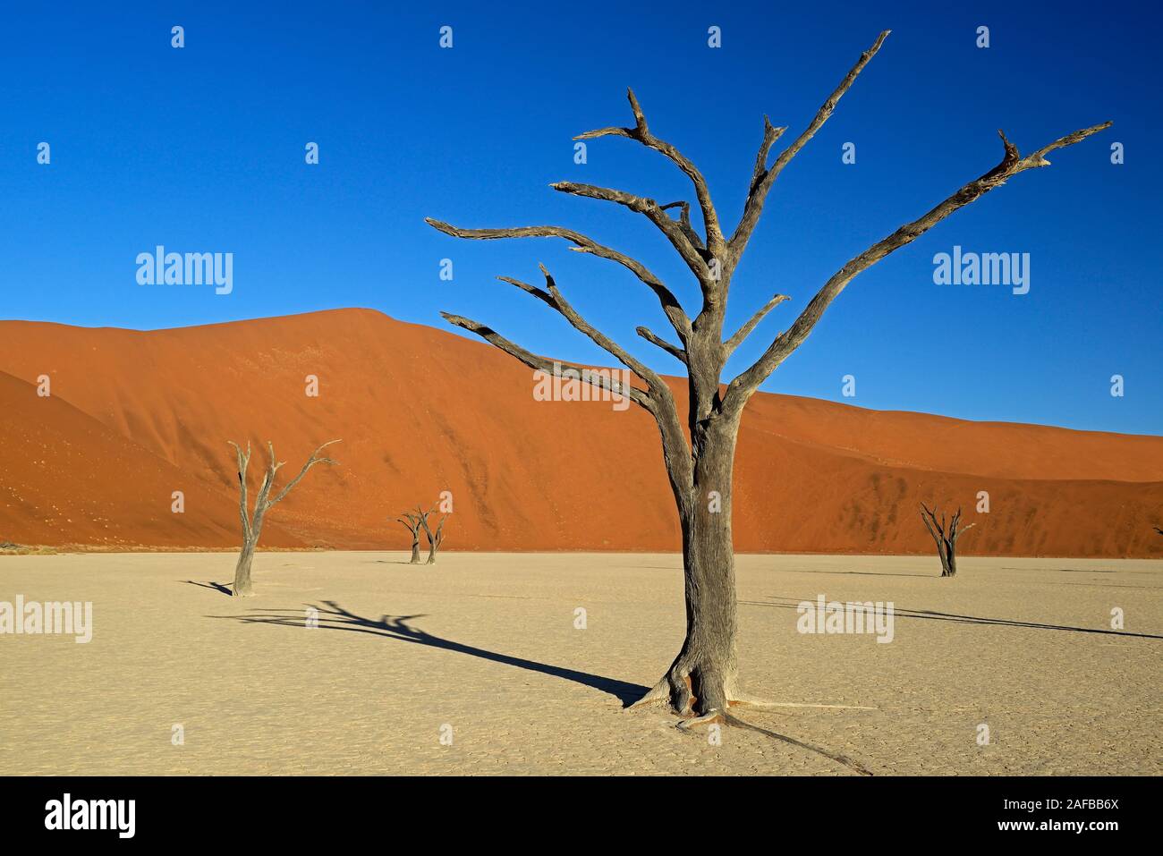 Kameldornbaeume (Acacia erioloba), Auch Kameldorn oder Kameldornakazie im Abendlicht letzten, Namib Naukluft Nationalpark, Deadvlei, Dead Vlei, Sossu Foto Stock